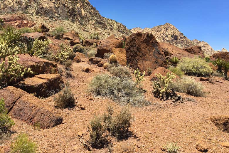 Las Vegas Desert Shooting Practice introducinglasvegas