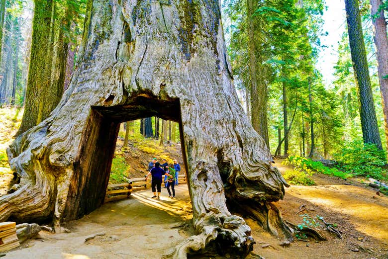 Wawona Tunnel Tree